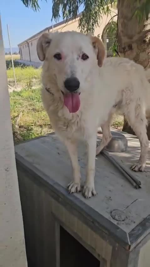 Meticcio cani in regalo: Ugo: cucciolone buonissimo con tutti  - Video 2