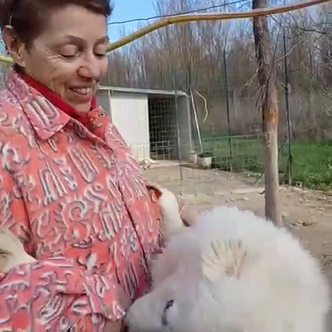Meticcio cani in regalo: SOS SOS SOS MI ADOTTI? - Video 1