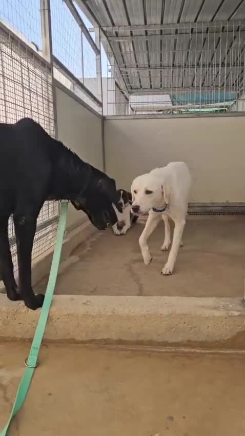 Meticcio cani in regalo: Kinder e Kira: giovani adozione di coppia  - Video 2