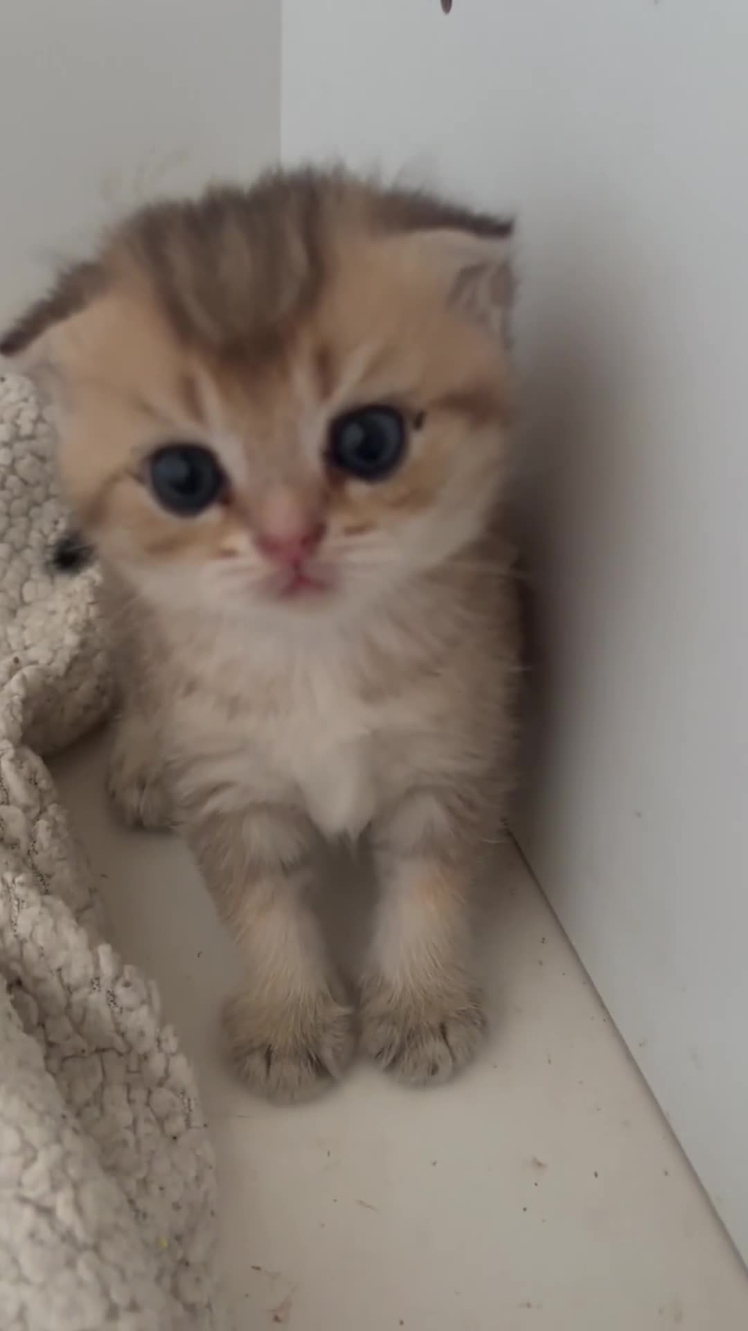Scottish gatti in vendita: Scottish  a Provincia di Padova - Video 1