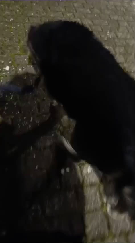 Meticcio cani in regalo: TINO  a Provincia di Avellino - Video 2