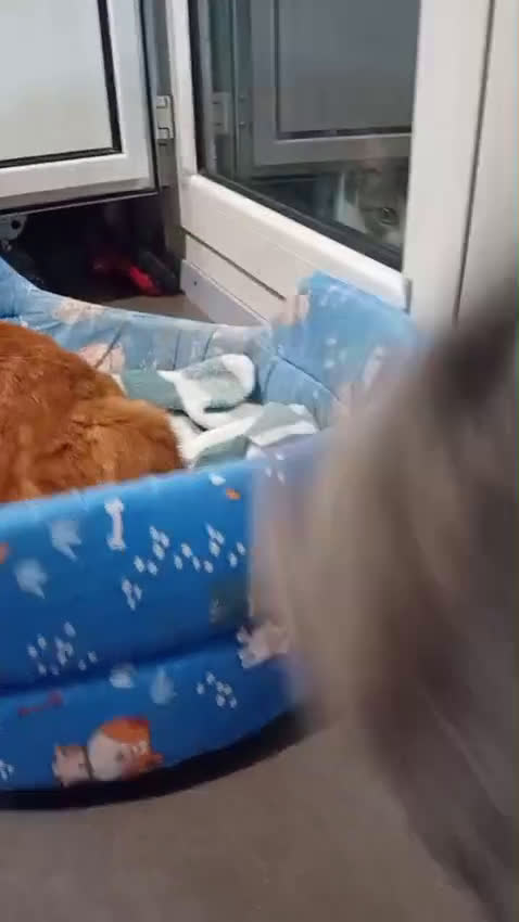 Meticcio gatti in regalo: SOS SOS TEMPESTA - Video 1