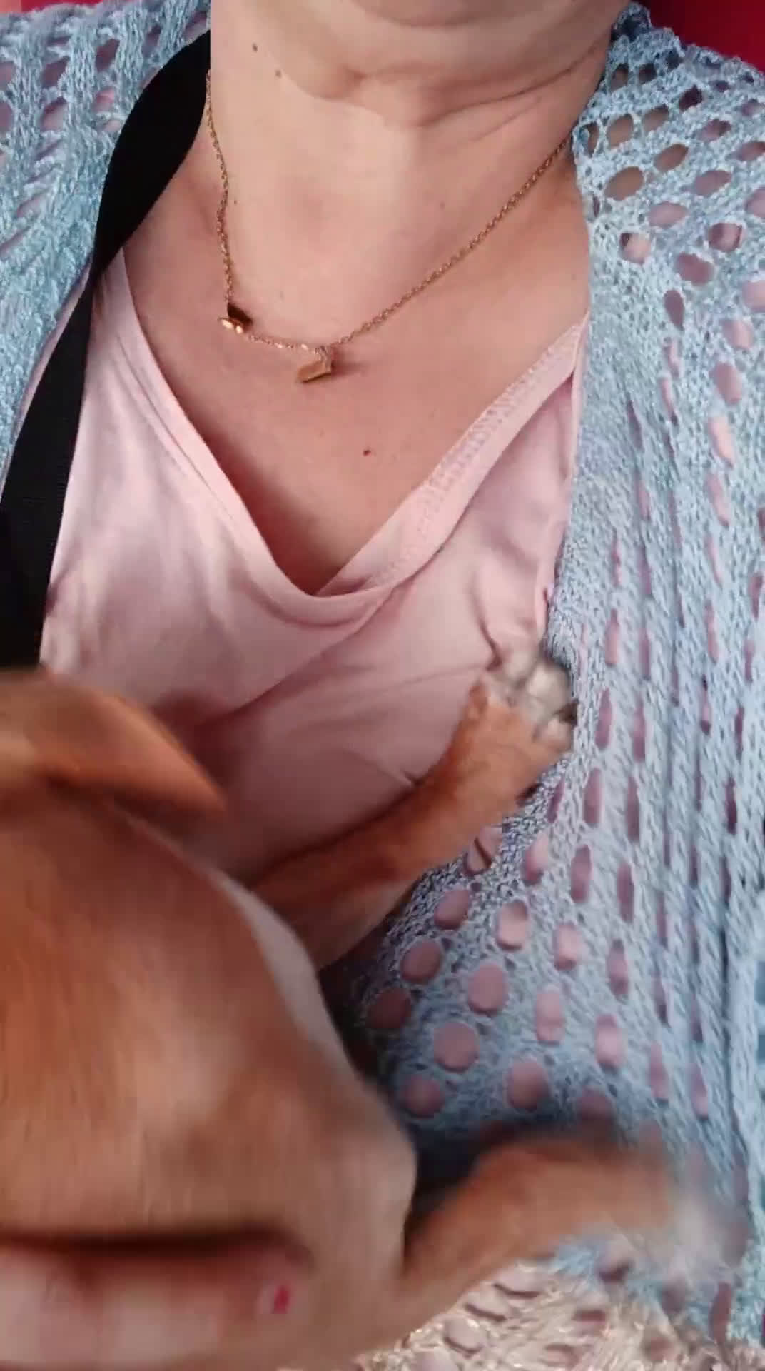 Chihuahua cani in vendita: Chihuahua cucciolina davvero bella - Video 1