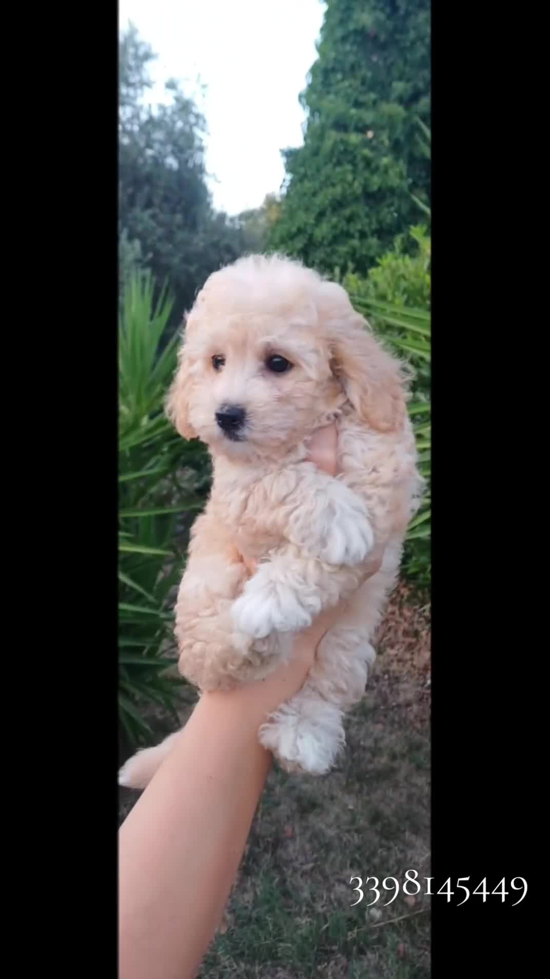 Barboncino Toy cani in vendita: Barboncini toy - Video 1