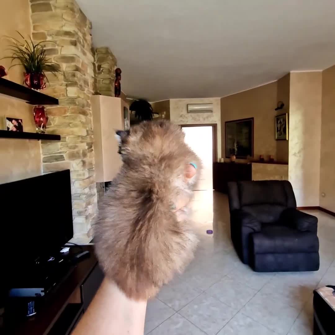 British gatti in vendita: British Longhair  - Video 2