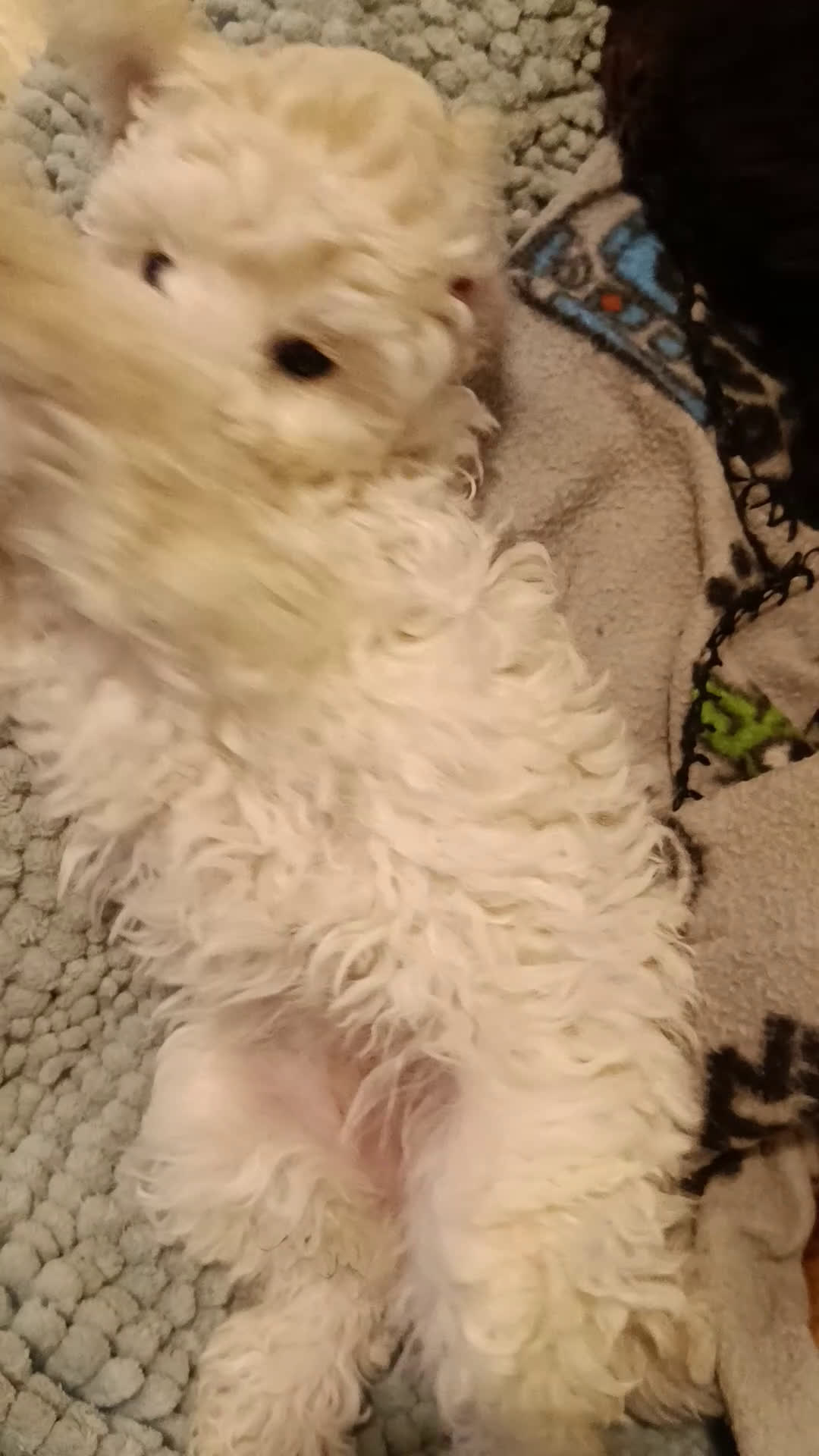 Barbone cani in vendita: Cucciola di barbone - Video 1