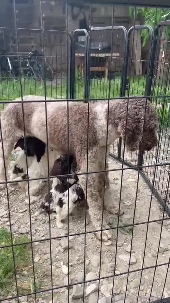 Lagotto cani in vendita: Cuccioli di lagotto  a Provincia di Piacenza - Video 1