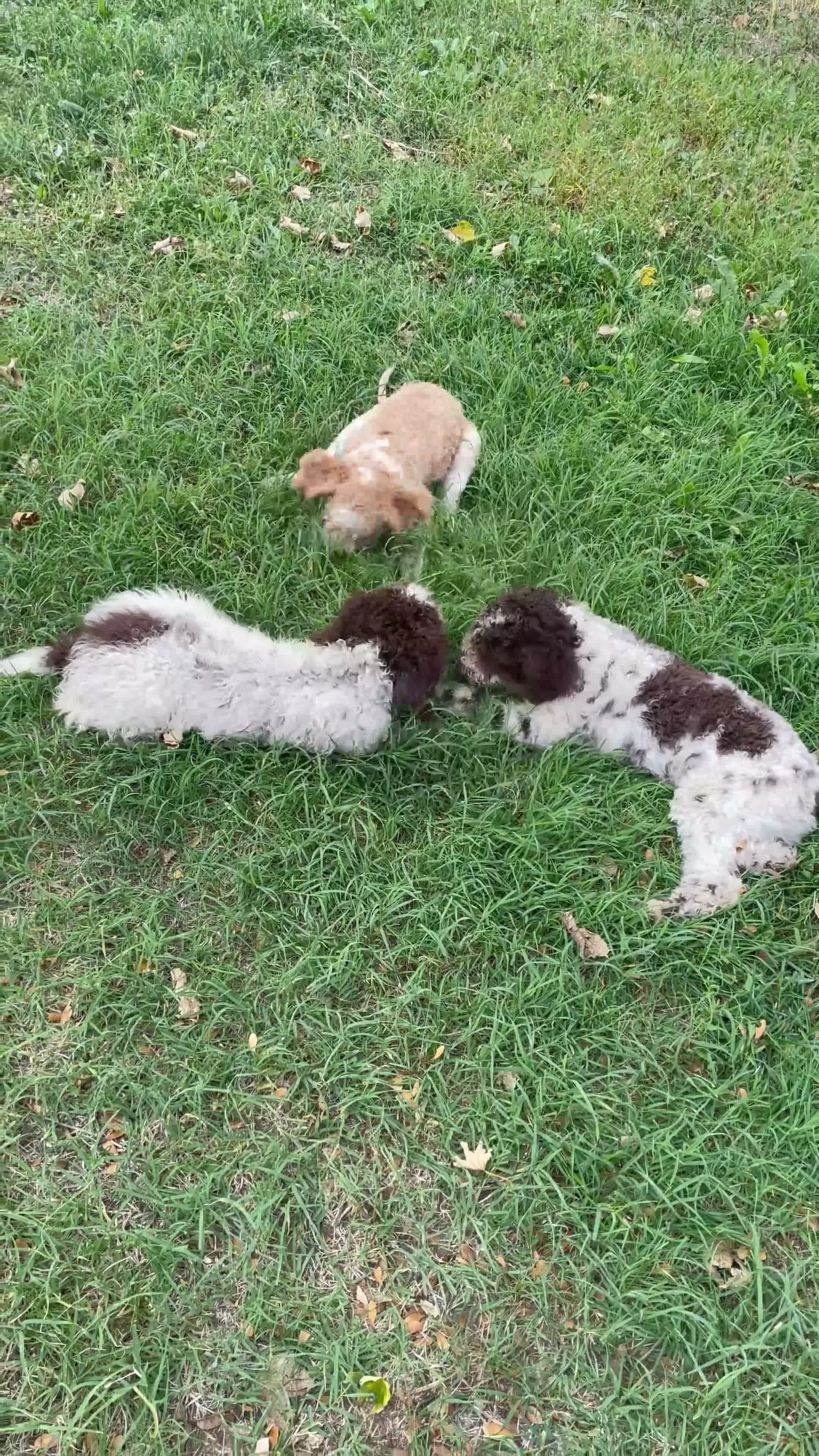 Lagotto cani in vendita: Leo & jack  - Video 1