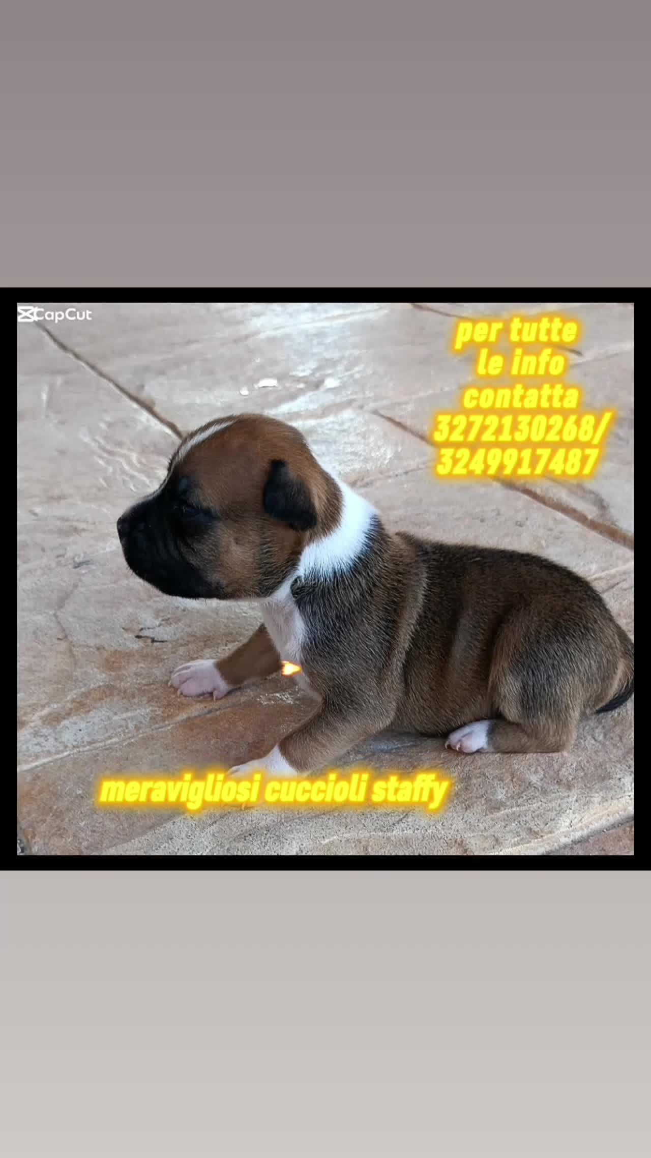 Staffordshire cani in vendita: Cuccioli di Staffordshire Bull Terrier disponibili - Video 2