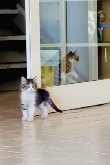 Europeo gatti in regalo: Gattini 2 mesi femmina e maschi - Video 1