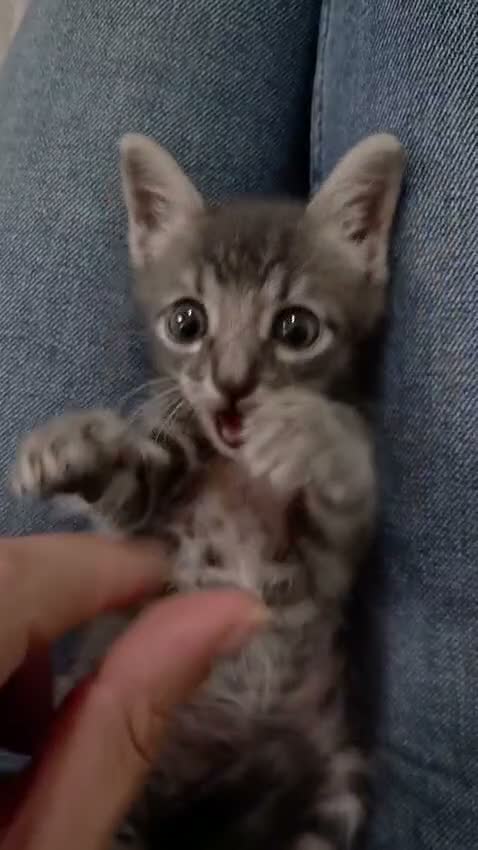 Europeo gatti in regalo: Eclipse, una gattina in miniatura 💖  - Video 1