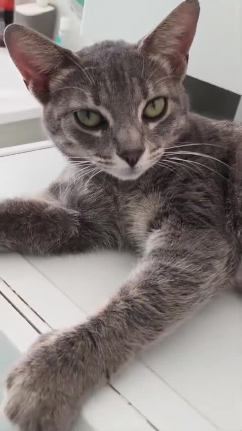 Europeo gatti in regalo: CINDERELLA BELLISSIMA GATTINA a Città metropolitana di Roma Capitale - Video 1