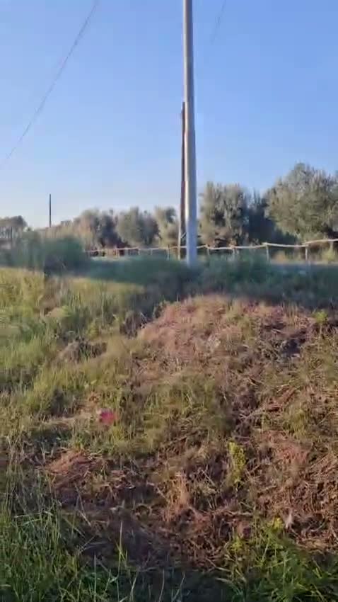 Meticcio cani in regalo: Nicole: 2 mesi taglia contenuta  - Video 4