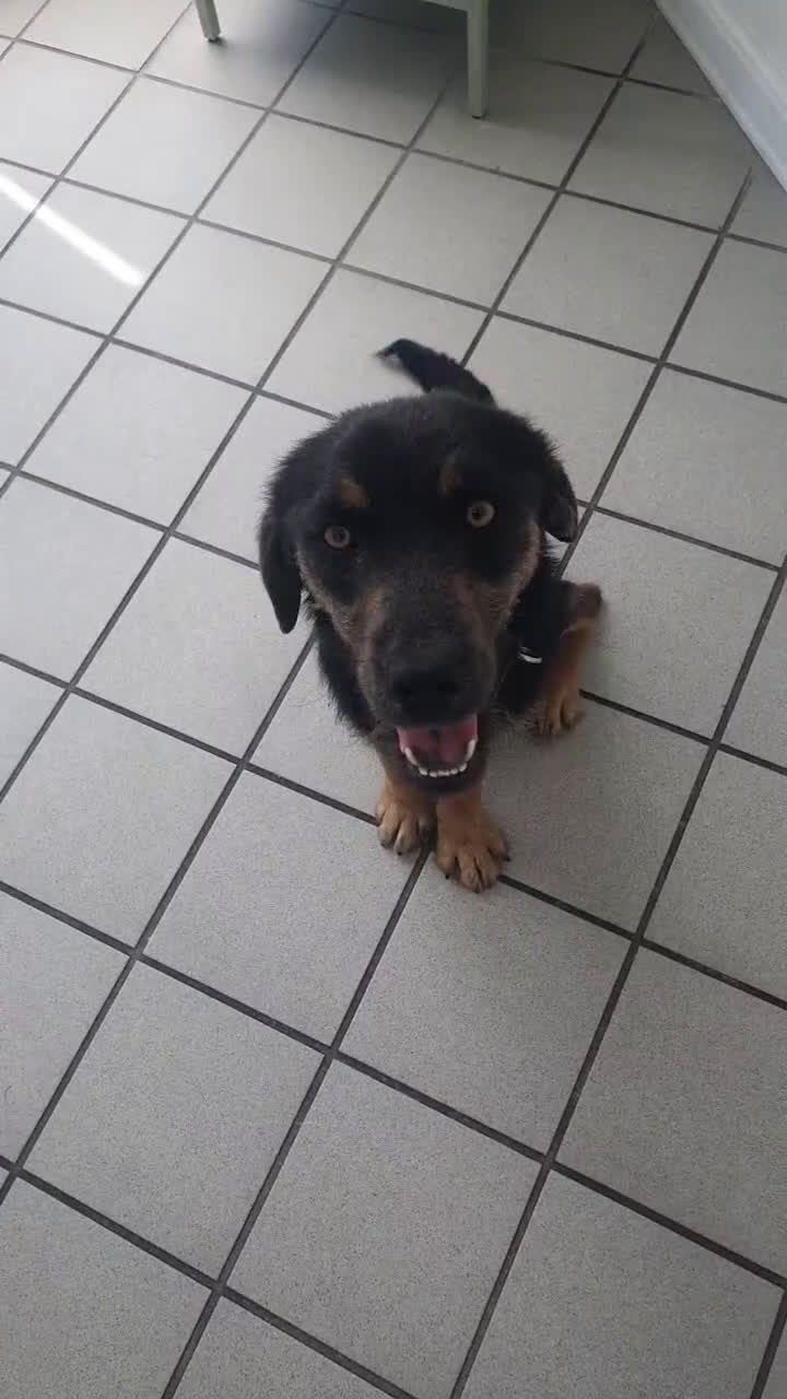 Meticcio cani in regalo: SPINO - Video 1