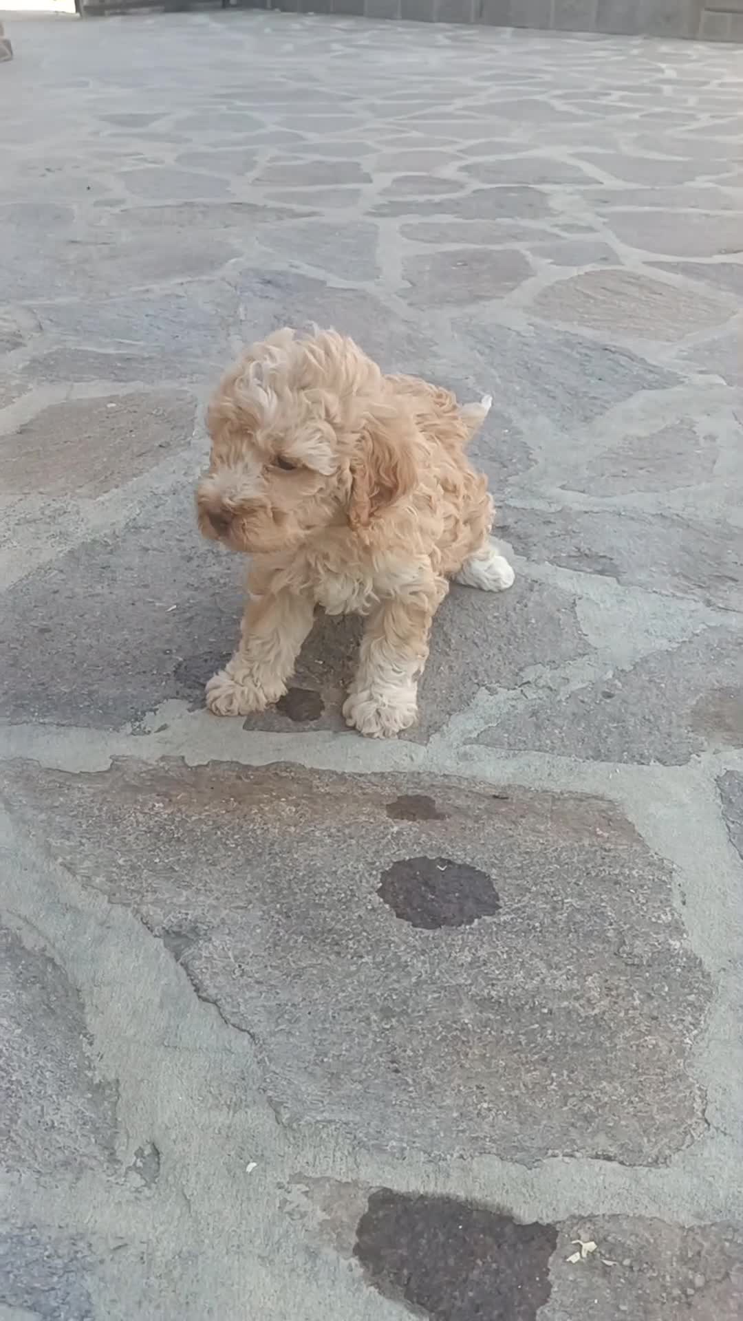 Lagotto cani in vendita: Cuccioli di Lagotto Romagnolo con Pedigree Roi  - Video 3