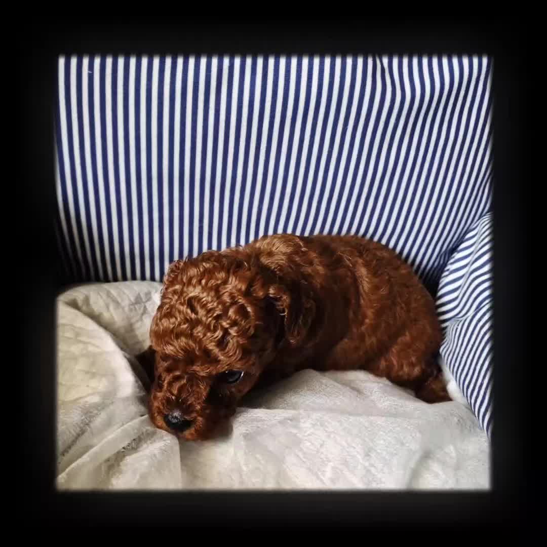 Barboncino Toy cani in vendita: Barboncino mini toy  / Teacup  red brown  - Video 2