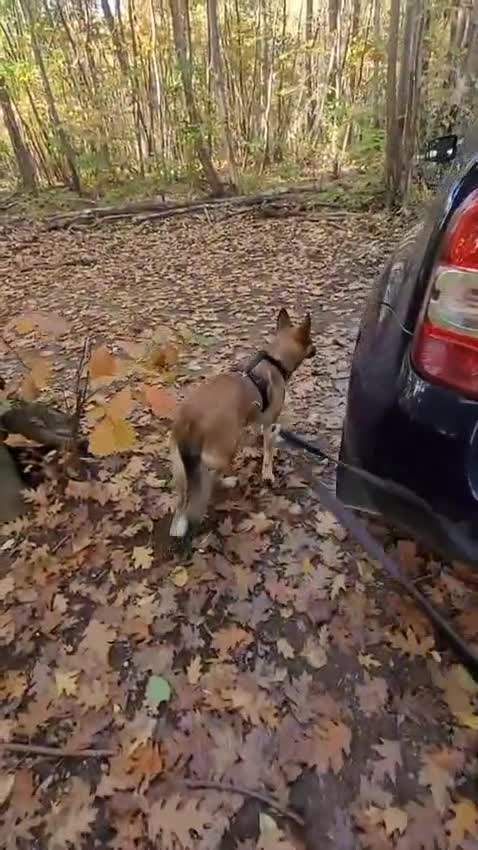Meticcio cani in regalo: Anais, la nostra splendida lupetta - Video 1