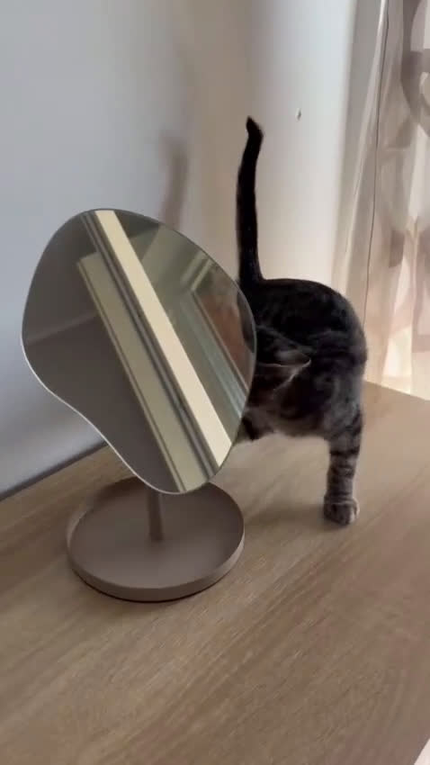 Europeo gatti in regalo: Tom e Jerry cercano casa - Video 1