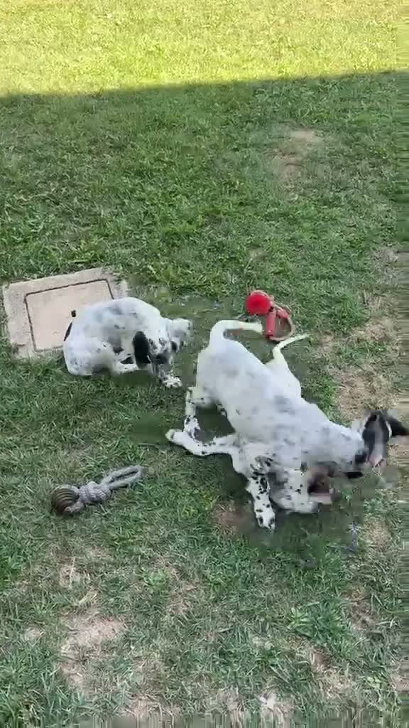 Setter Inglese cani in vendita: Cuccioli Setter Inglese - Video 1
