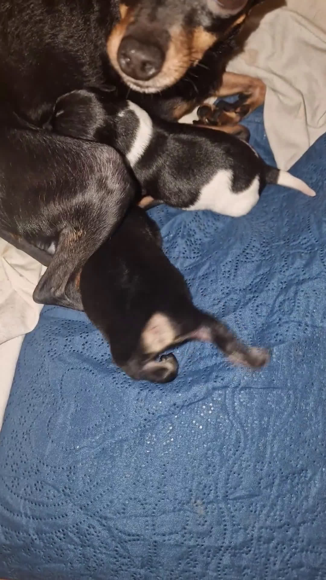 Meticcio cani in vendita: Cuccioli maschietti di ChiPin disponibili a Provincia di Modena - Video 1