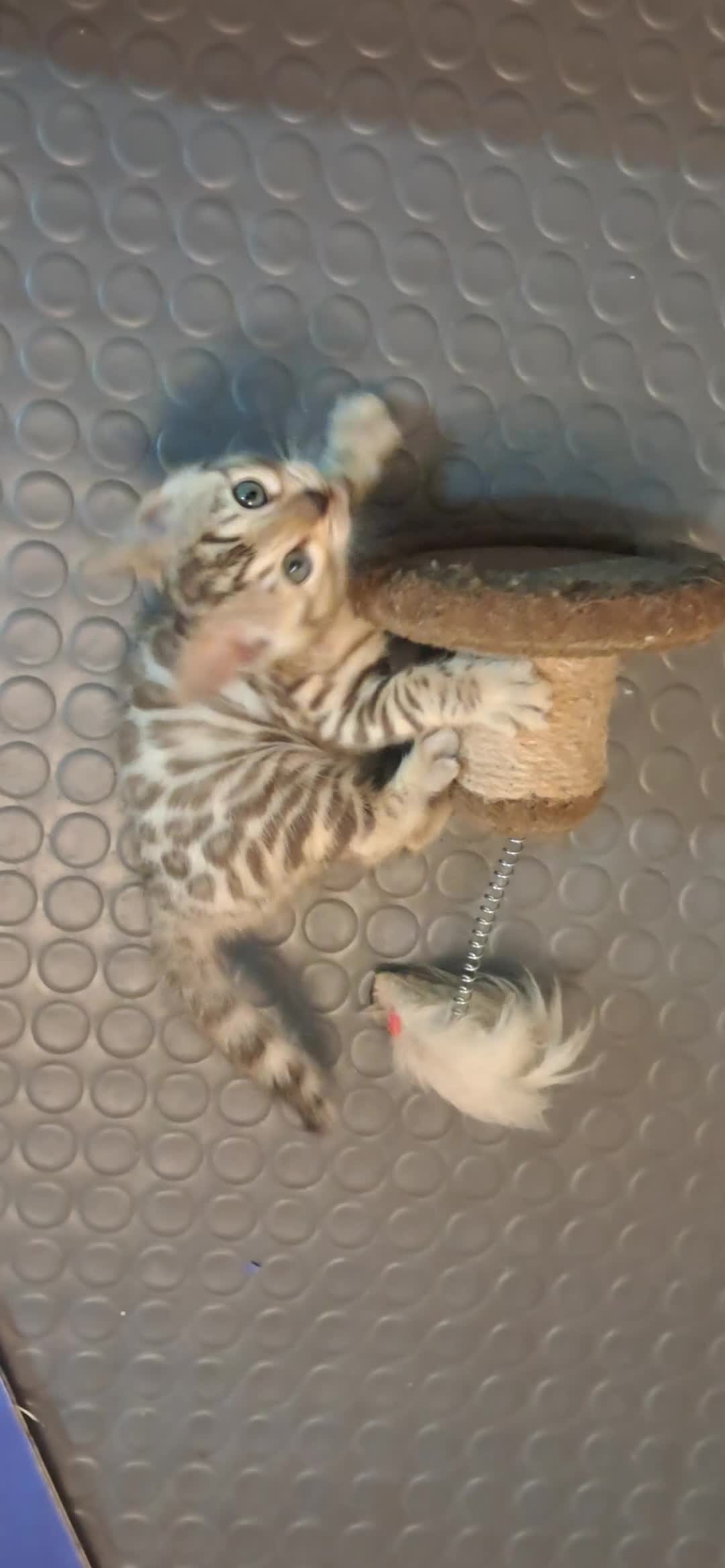 Bengala gatti in vendita: Bengala cucciolo snow maschio - Video 2
