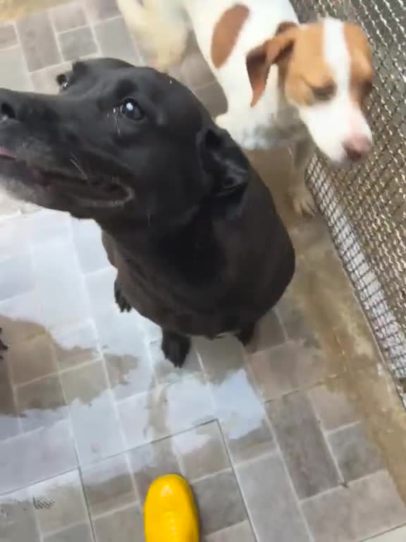 Labrador cani in regalo: Neve, Labrador femmina in Canile - Video 2