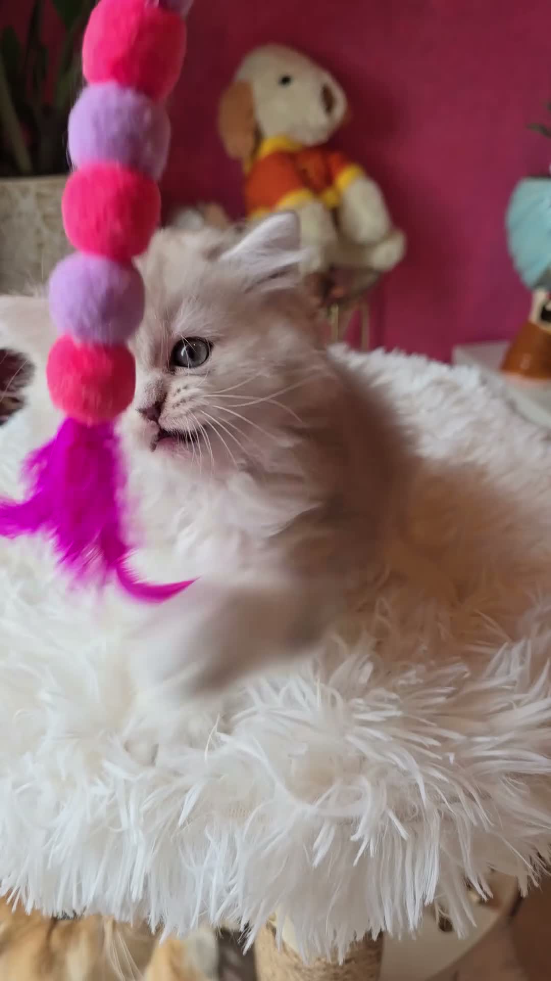Scottish gatti in vendita: Scottish fold e straight  - Video 2