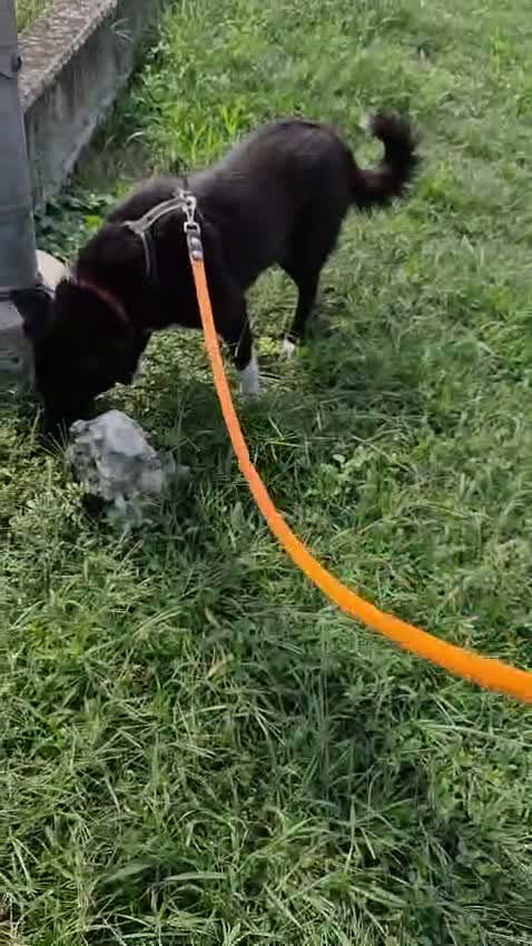 Meticcio cani in regalo: Windy, splendida ed equilibrata simil labrador - Video 3