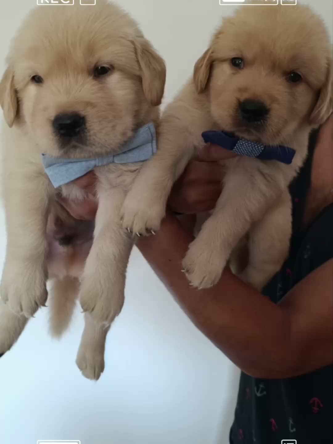 Golden Retriever cani in vendita: Cuccioli Golden retriever americani pedigree ENCI  - Video 1