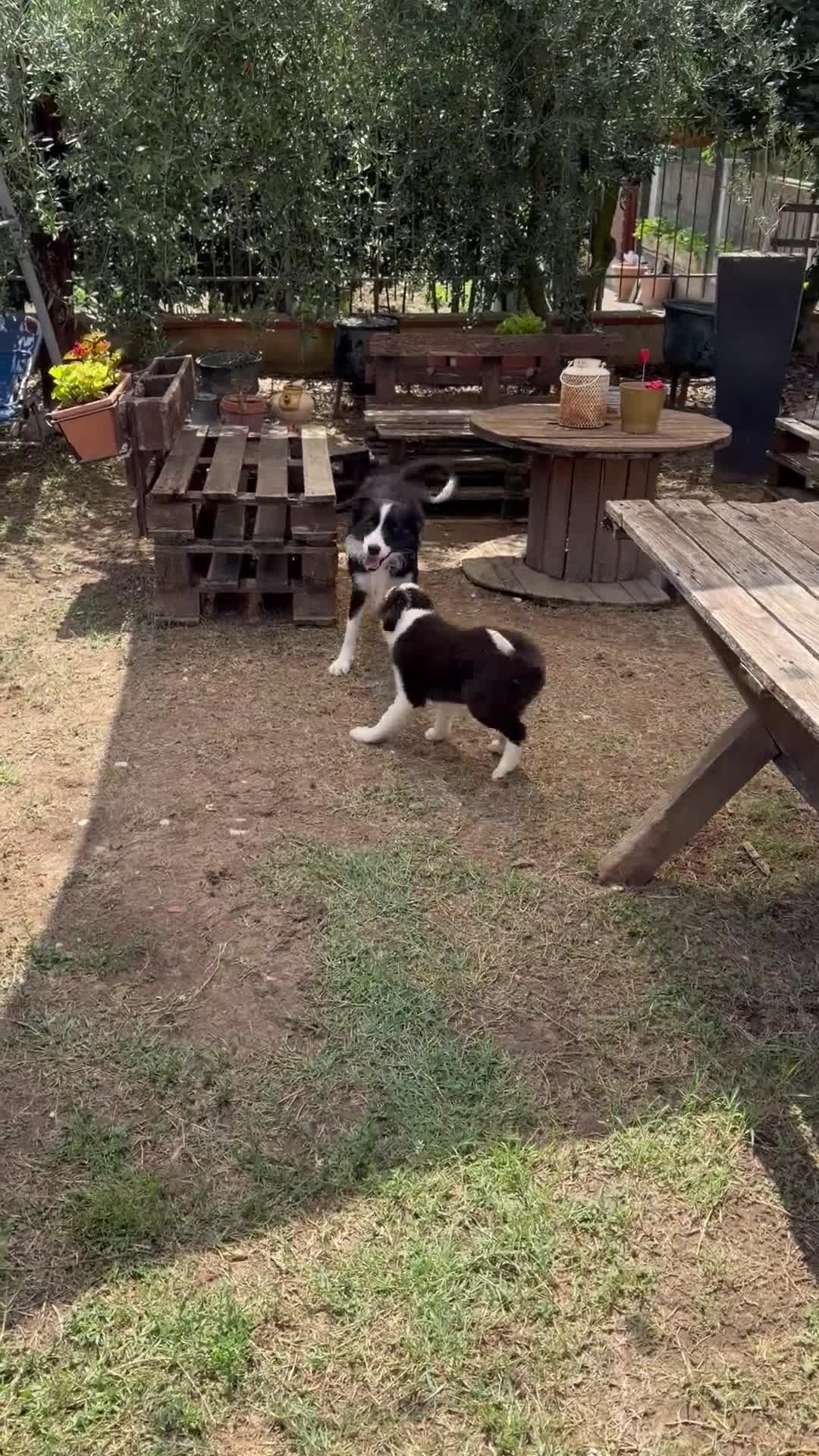 Border Collie cani in vendita: Cucciolo di Border Collie - Video 1