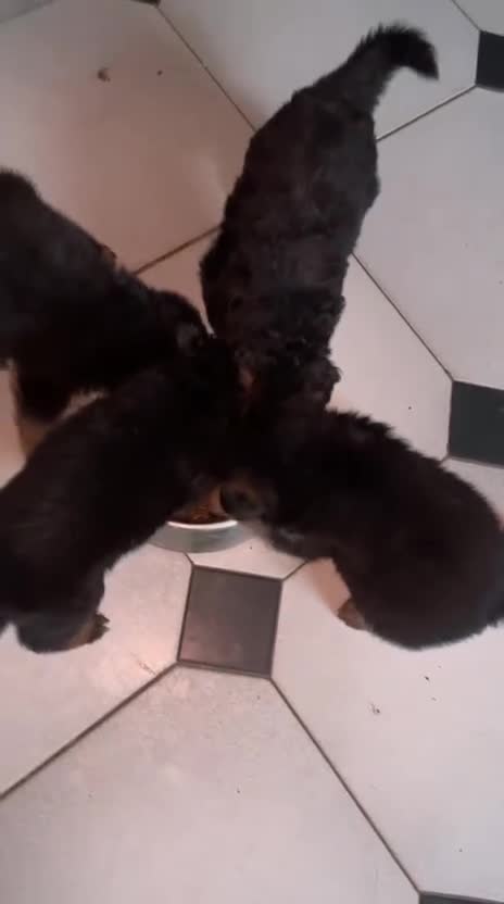 Pastore Tedesco cani in vendita: Cucciolata di pastore tedesco di alta qualità  - Video 2