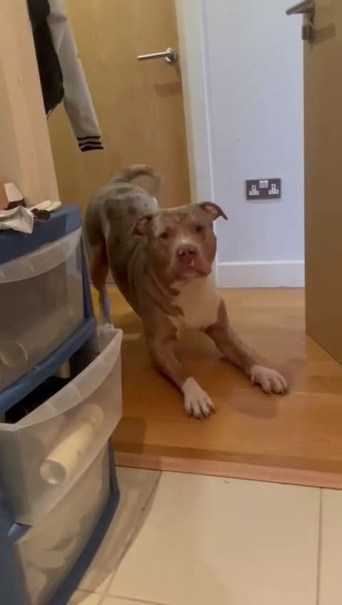 American Bully cani per accoppiamento: Rocco pronto per Monta - Video 1