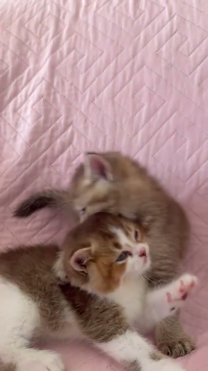 British gatti in vendita: meravigliosi cuccioli gattini British Shorthair  - Video 4