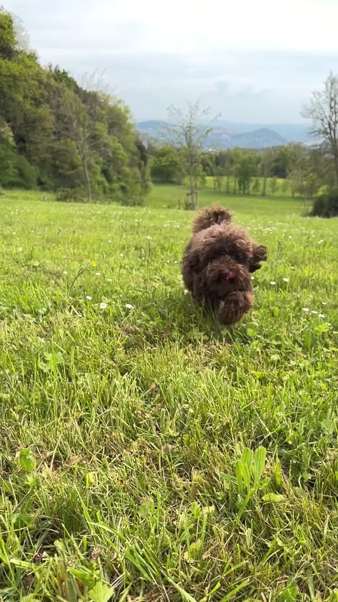 Barboncino Toy cani per accoppiamento: Barboncino Toy Cioccolato - Video 1