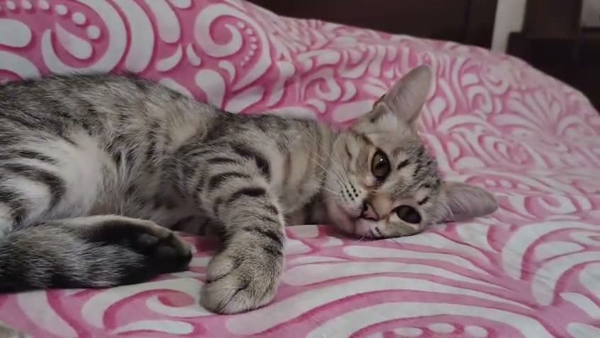 Europeo gatti in regalo: MARGHERITA GATTINA SUPER AFFETTUOSA   - Video 2