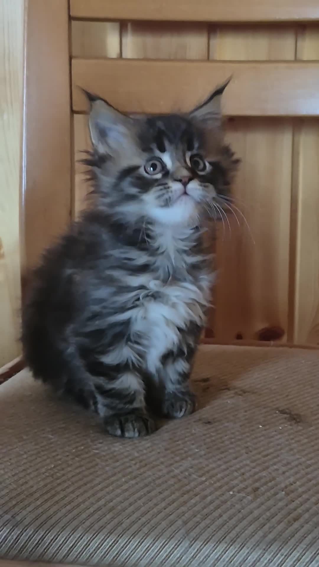 Maine Coon gatti in vendita: Maincoons cuccioli - Video 2