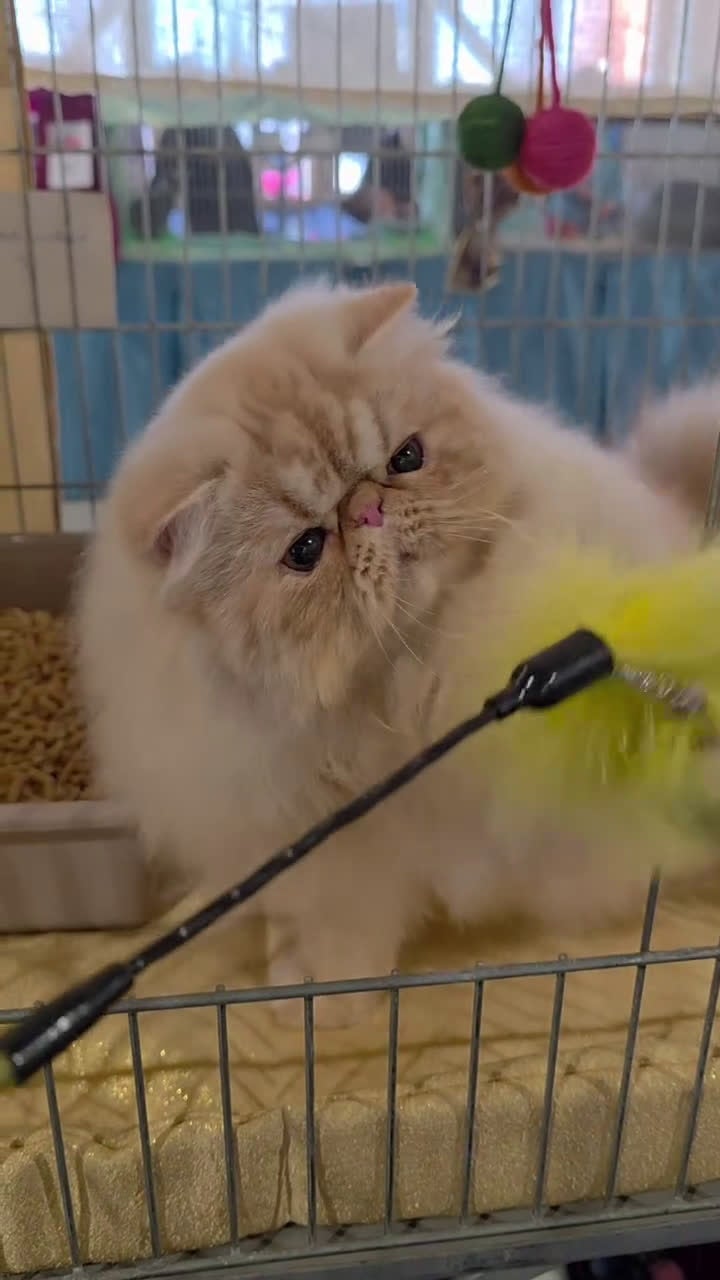 Persiano gatti in vendita: Gatto persiano  - Video 1