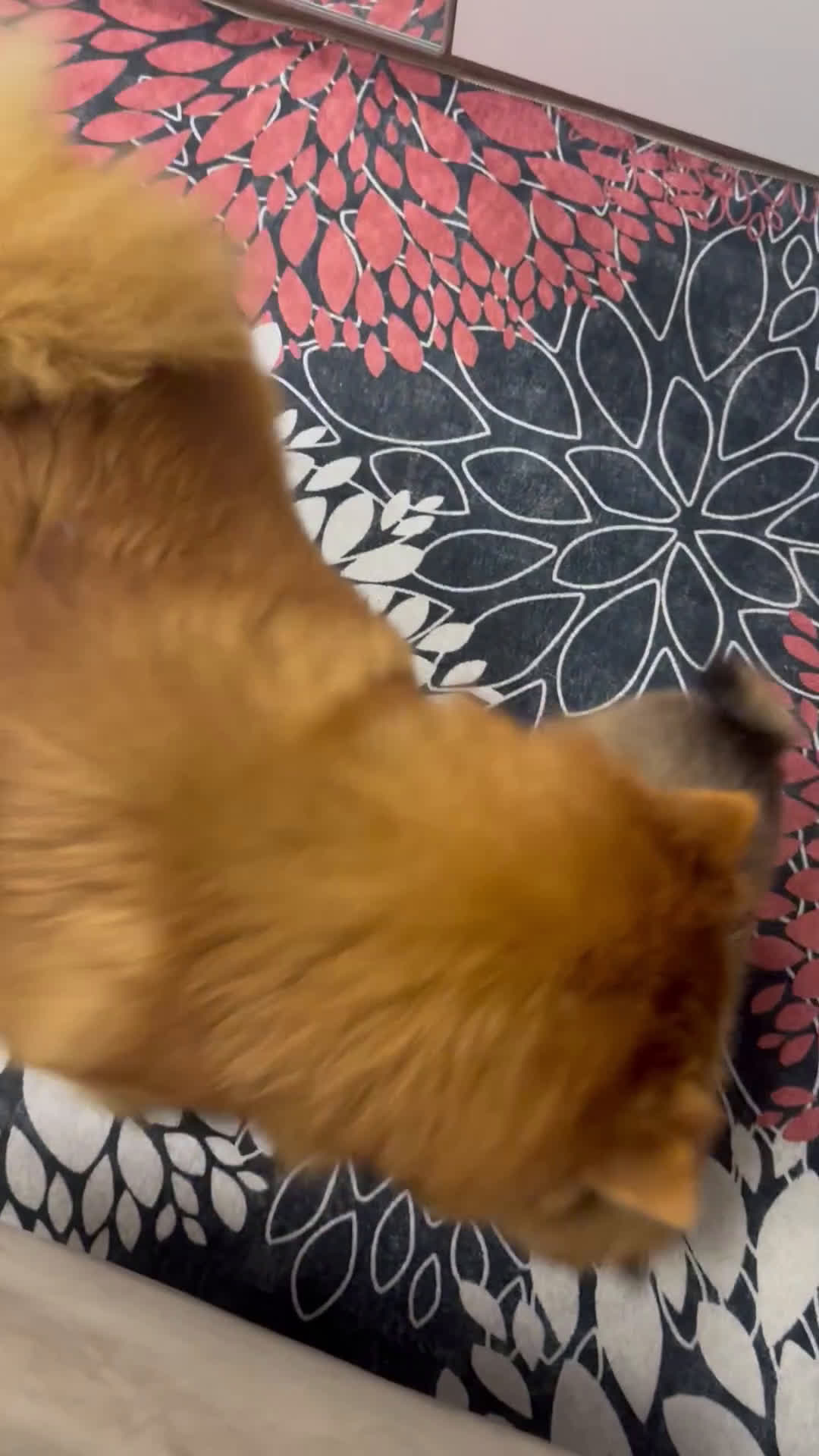 Volpino Pomerania cani in vendita: Cucciolo di Spitz  - Video 1