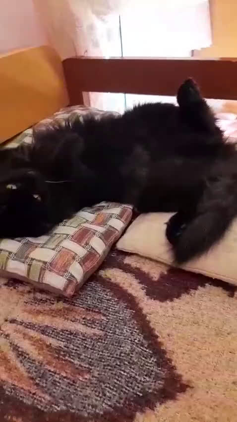 Europeo gatti in regalo: PAMY E PELU - Video 1