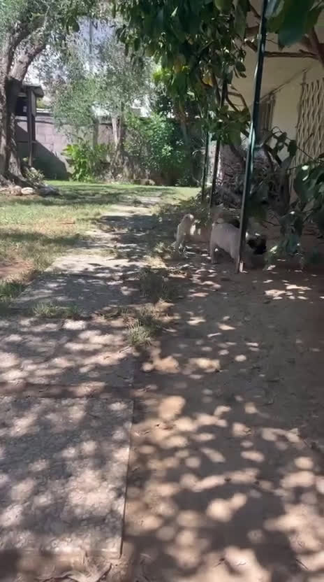 Carlino cani in vendita: Disponibili subito Eccellenti Cuccioli di Carlino  - Video 1