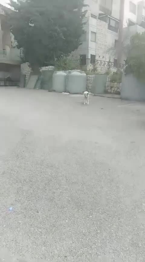 Meticcio cani in regalo: Ronny, un meticcio pronto a farsi amare - Video 3