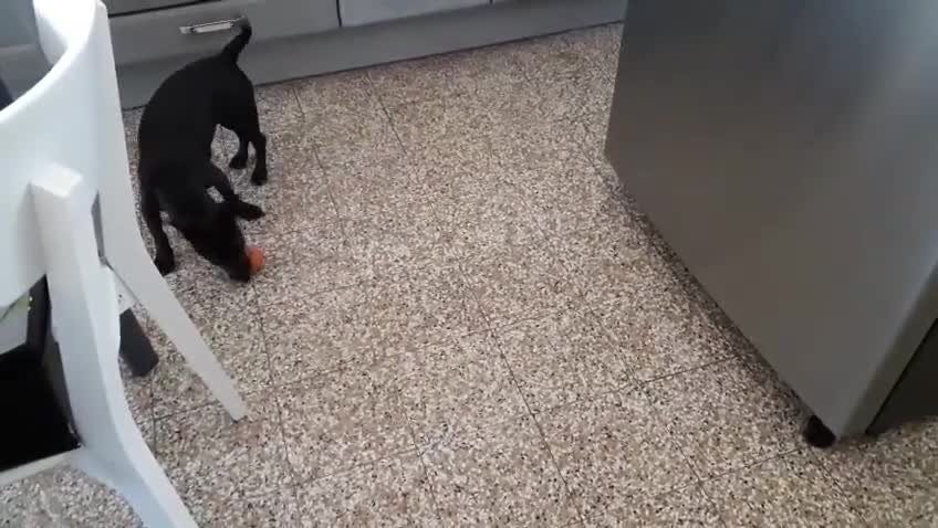 Meticcio cani in regalo: Meticcio 5 anni - Video 1