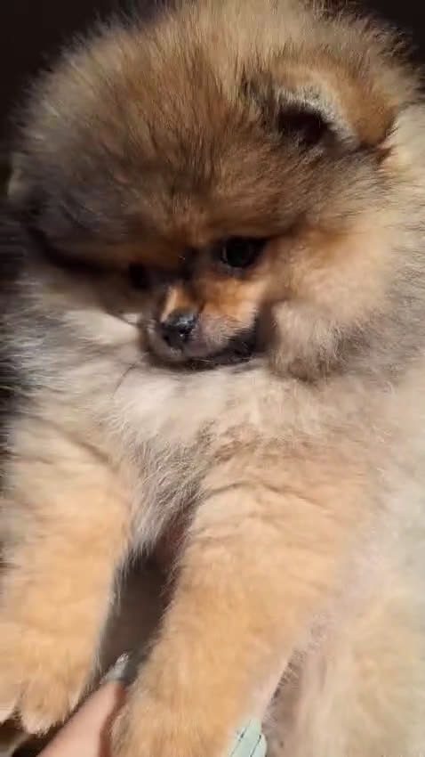 Volpino Pomerania cani in vendita: Spitz tedesco nano - Video 2