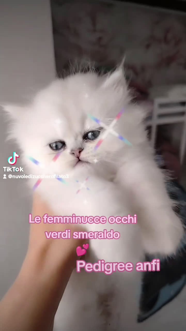 Persiano gatti in vendita: Gattini persiani chinchilla occhi verdi smeraldo  - Video 4