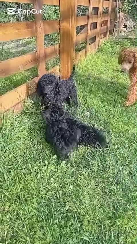 Barboncino Toy cani in vendita: CUCCIOLI DI BARBONCINO TOY/MINITOY - Video 1