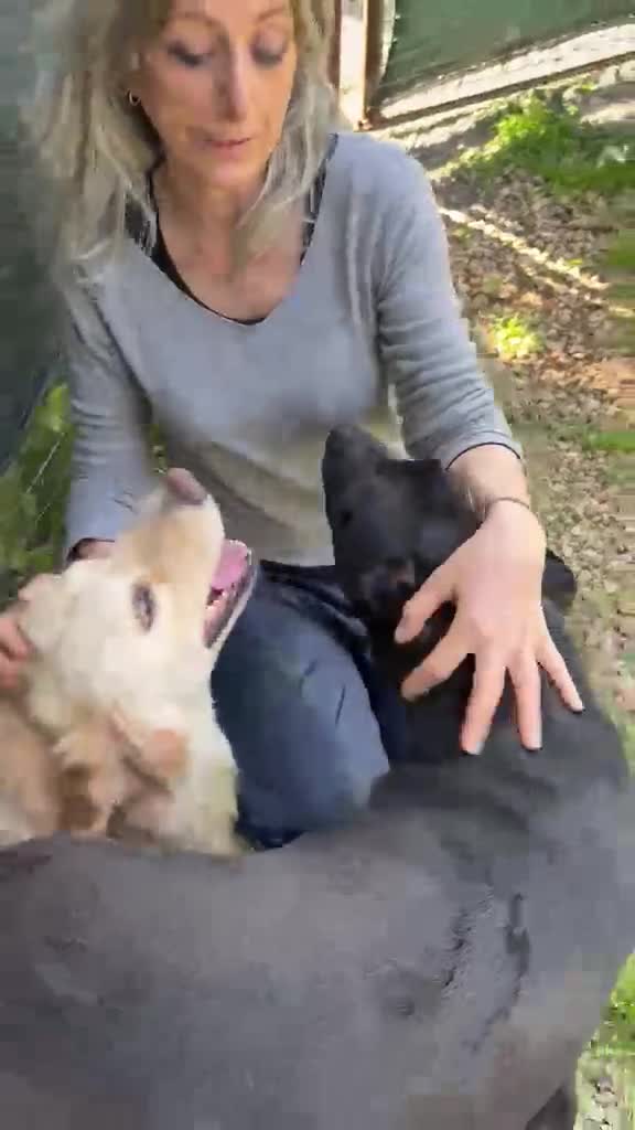 Meticcio cani in regalo: Oscar, un mare di dolcezza - Video 2