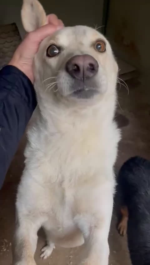 Meticcio cani in regalo: OCCHIETTI DOLCI DI SUSY - Video 2