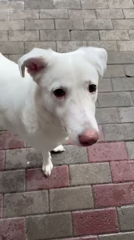 Meticcio cani in regalo: GENNA ALLA RICERCA DI UN PO' D'AMORE - Video 3