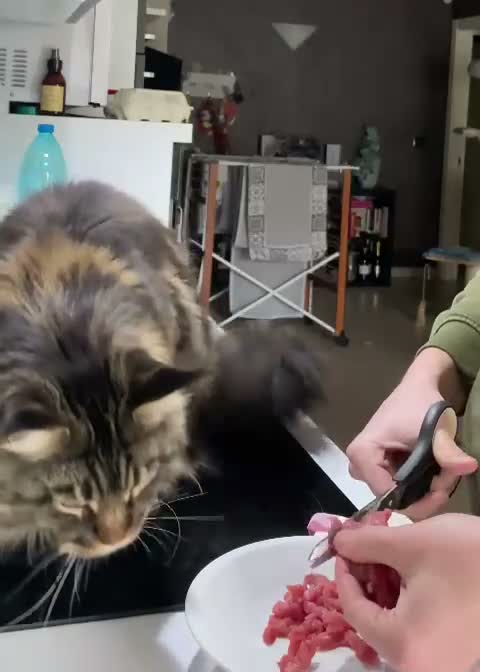 Maine Coon gatti in vendita: Vendita cuccioli Maine coon black Silver tabby a Provincia di Pisa - Video 2