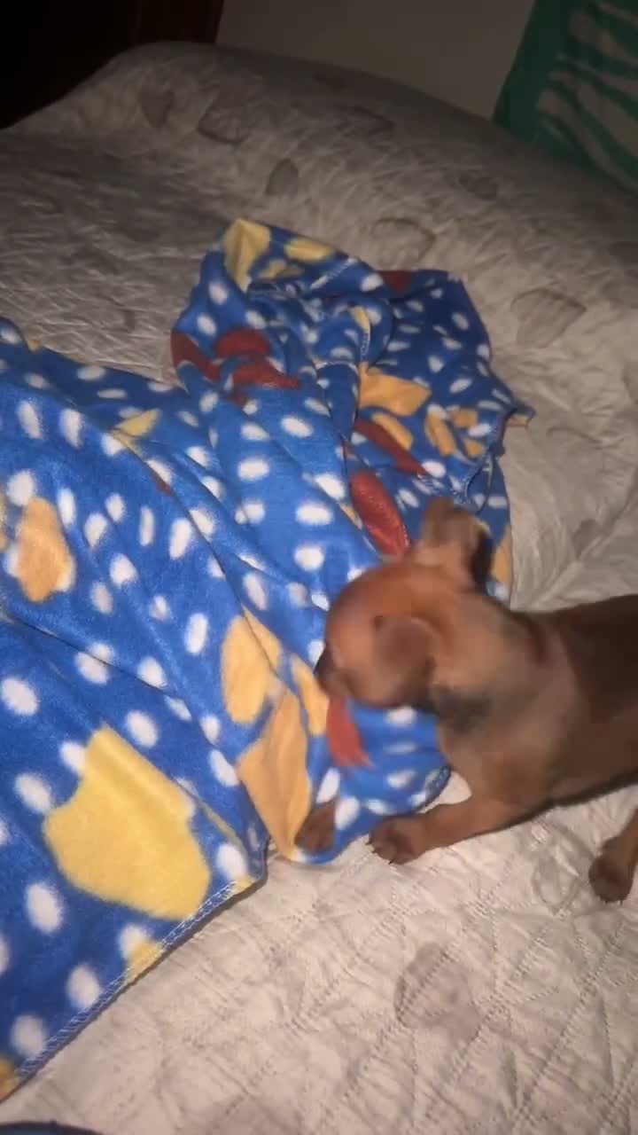 Pinscher Miniatura cani in vendita: Pincher nano femmina 2 mesi fulvo - Lizzano TA a Provincia di Taranto - Video 1